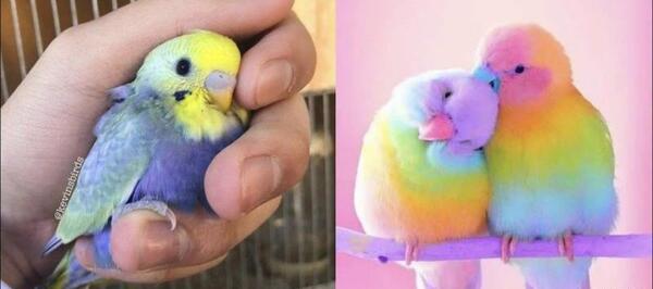 عکس خنده دار طوطی
