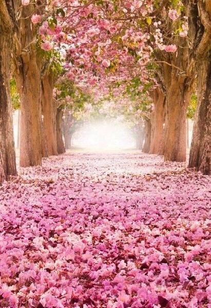 عکس پروفایل طبیعت صورتی