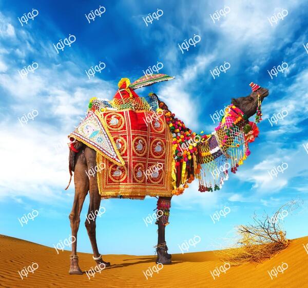 عکس شتر با بار