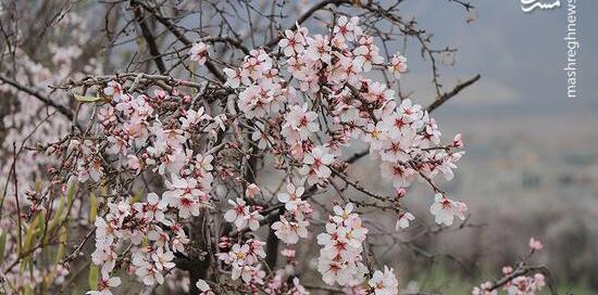 عکس نوشته شکوفه درختان