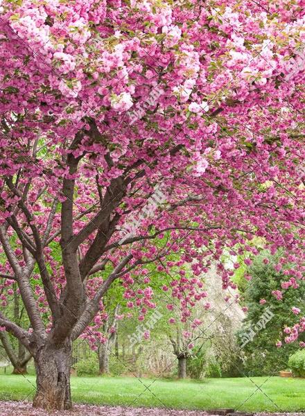 عکس نوشته شکوفه درختان