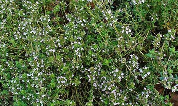 عکس داروی گیاهی اویشن