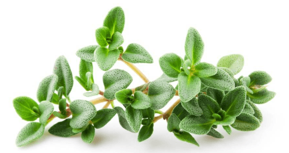 عکس داروی گیاهی اویشن