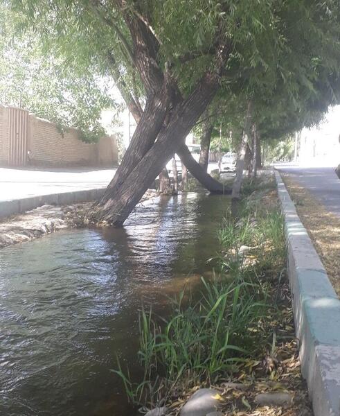 عکس حسن حافظ گلپایگان