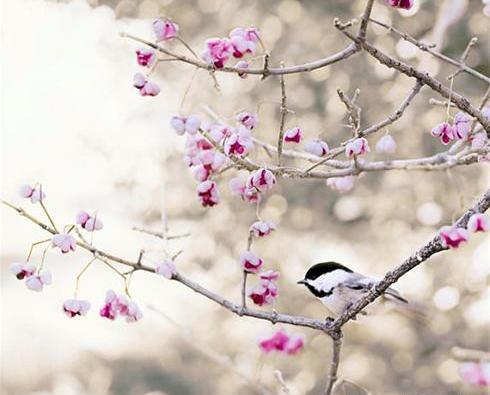 عکسهای زیبا از طبیعت رویایی