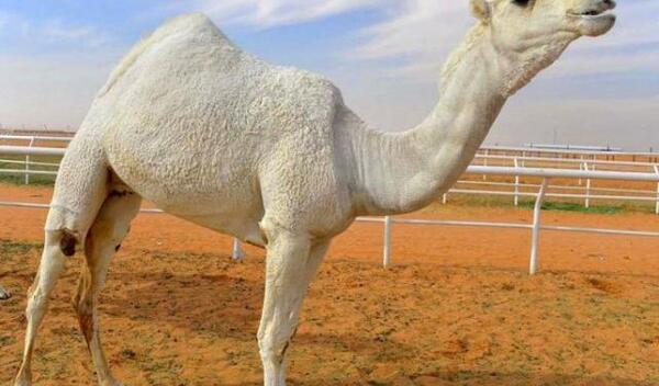عکس شتر زیبا