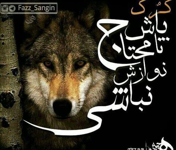 عکس گرگ تیر خورده