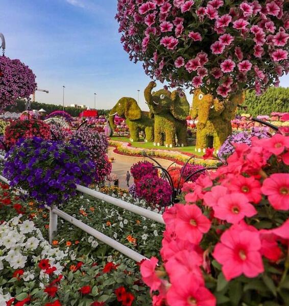 عکس گلهای زیبا برای پروفایل واتساپ