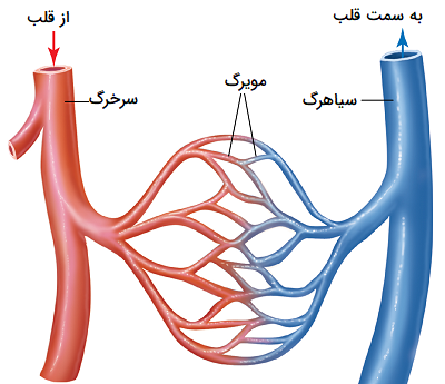 عکس سیاهرگ