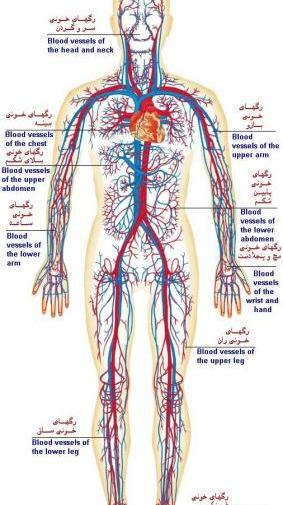عکس سیاهرگ