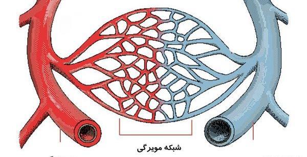 عکس سیاهرگ