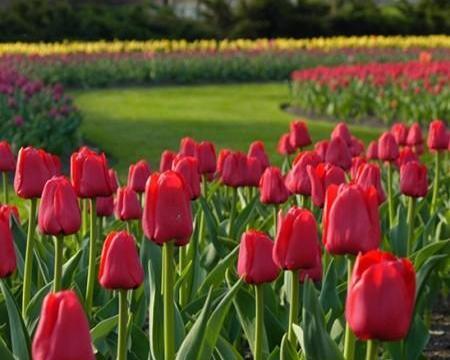 عکس گل های لاله سرخ
