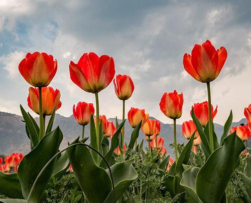 عکس گل های لاله سرخ