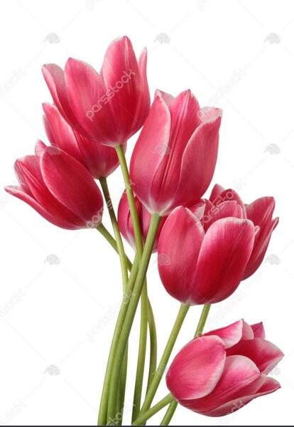 عکس گل های لاله سرخ