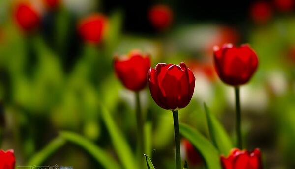 عکس گل های لاله سرخ