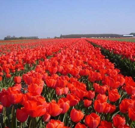 عکس گل های لاله سرخ
