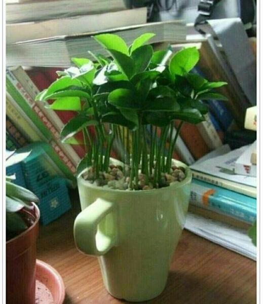 عکس ذرت سبزه