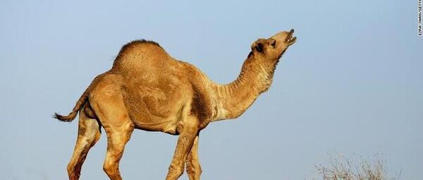 عکس شکار شتر