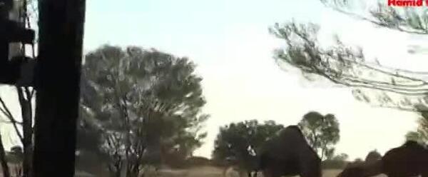 عکس شکار شتر