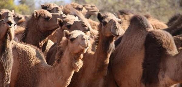 عکس شکار شتر