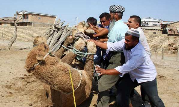 عکس شکار شتر