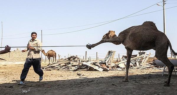 عکس شکار شتر