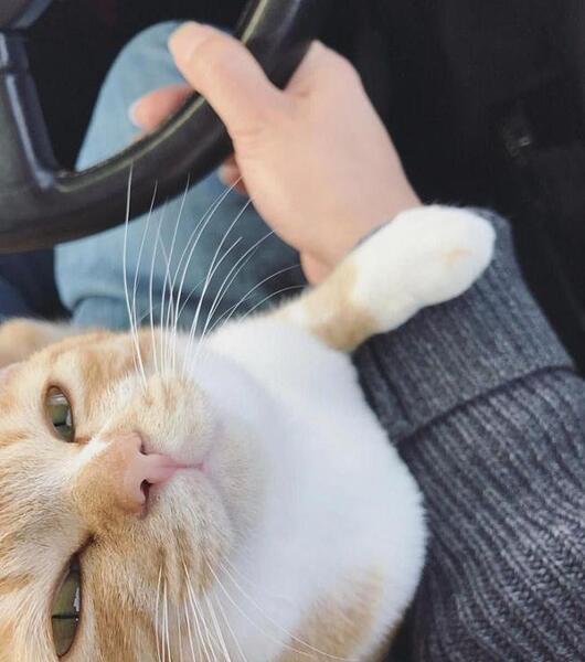 عکس فیک گربه