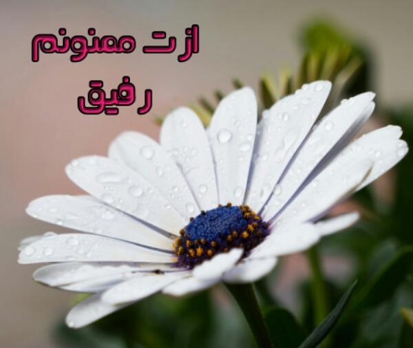 عکس رفیق گل