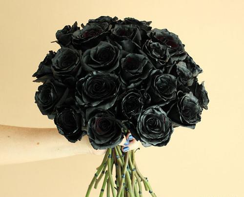 عکس گل رز ابی و مشکی