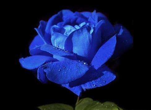 عکس گل رز ابی و مشکی