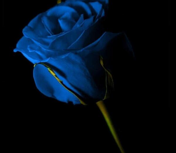 عکس گل رز ابی و مشکی