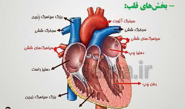 عکس قلب زیست دهم
