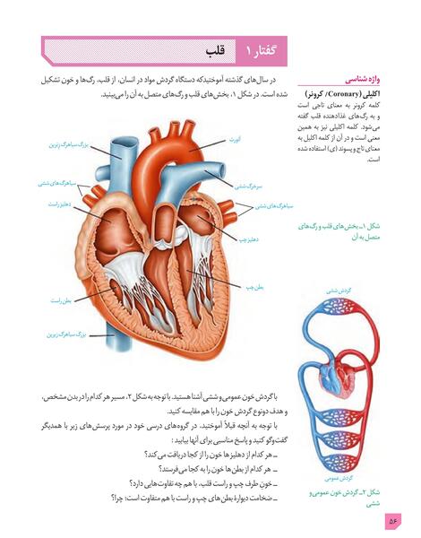 عکس قلب زیست دهم