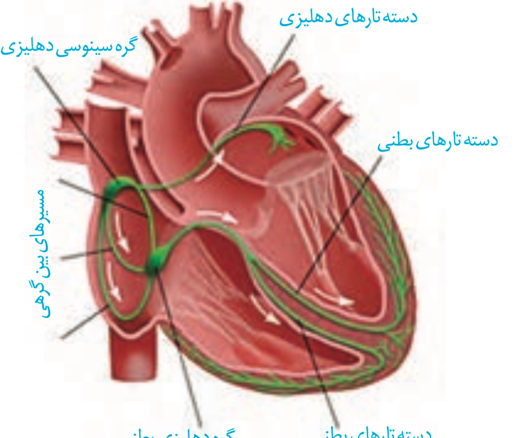 عکس قلب زیست دهم