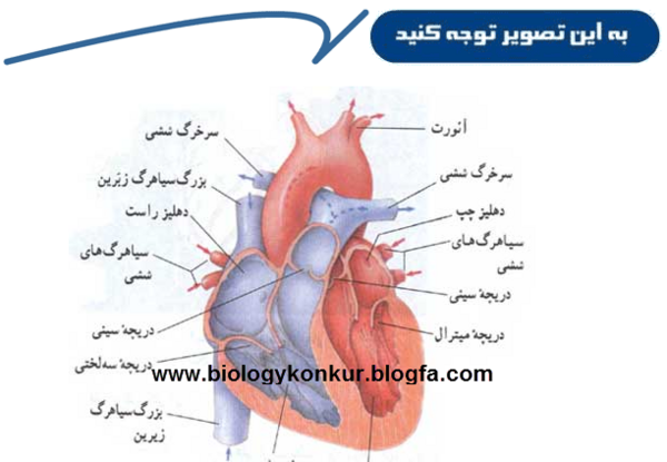 عکس قلب زیست دهم