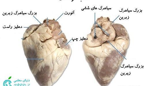 عکس قلب زیست دهم