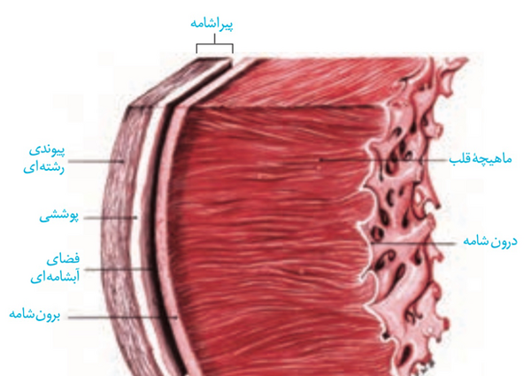 عکس قلب زیست دهم