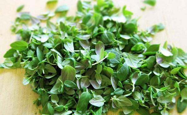 عکس آویشن شیرازی