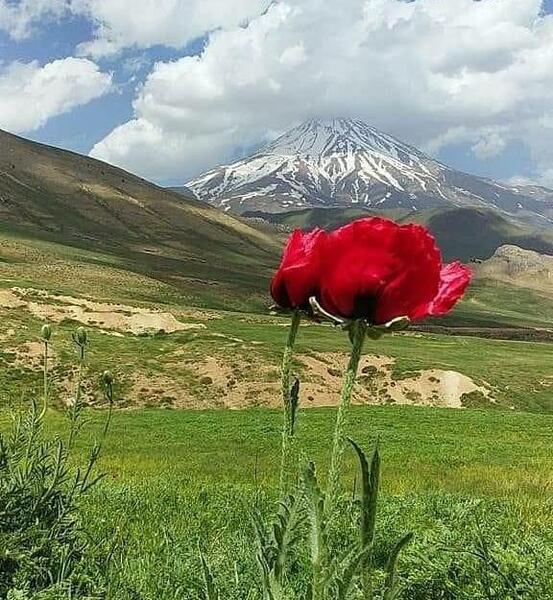عکس از طبیعت در بهار