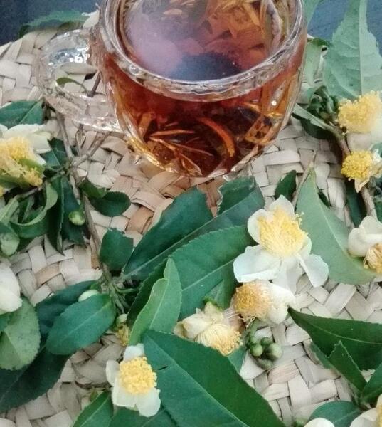 عکس گل چای