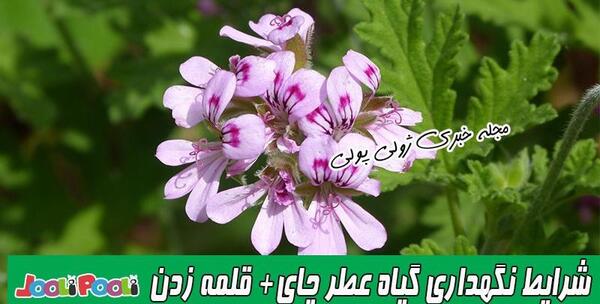عکس گل چای