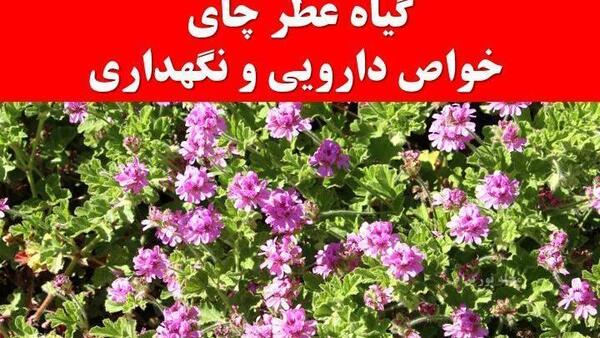 عکس گل چای