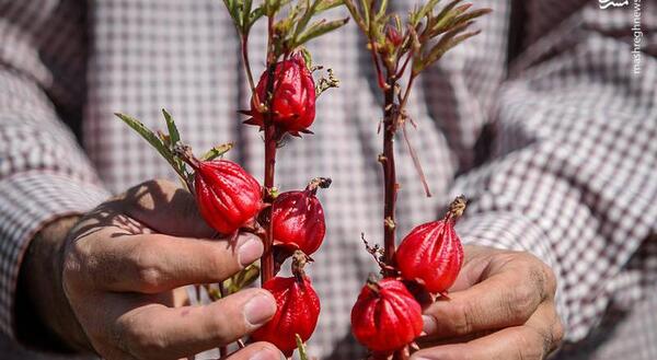 عکس گل چای