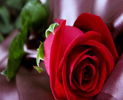 عکس شاخه گل مریم قرمز