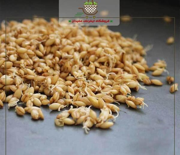 عکس جو جوانه زده