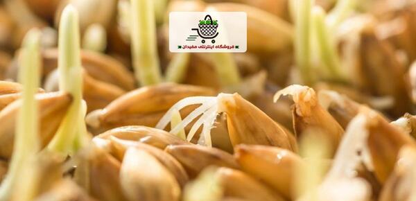 عکس جو جوانه زده