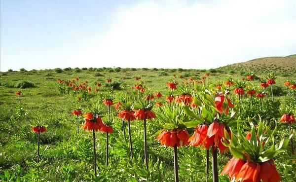 عکس گل لاله در چمنزار