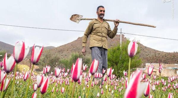 عکس گل لاله در چمنزار