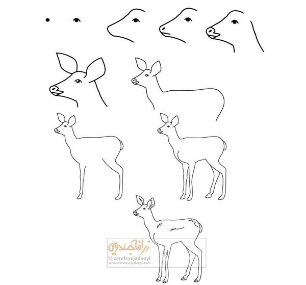 عکس ساده آهو