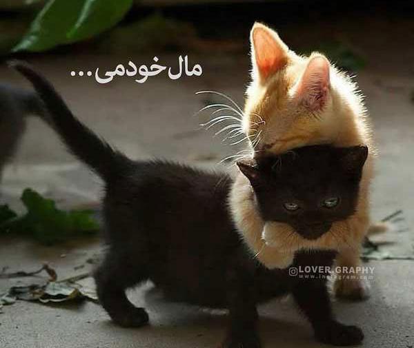 عکس پروفایل عاشقانه گربه